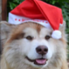 Tydus Goes Woof!